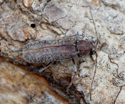 Réf. 196 006 : Trichoferus holosericeus